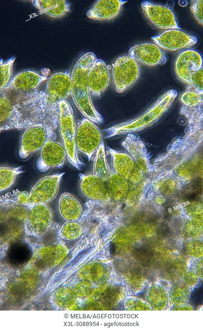 Euglena sp and Phacus sp. Seaweed. Algae. Flagellate protozoan. Euglenophyta. Sarcomastigophora. Optic micrsocopy