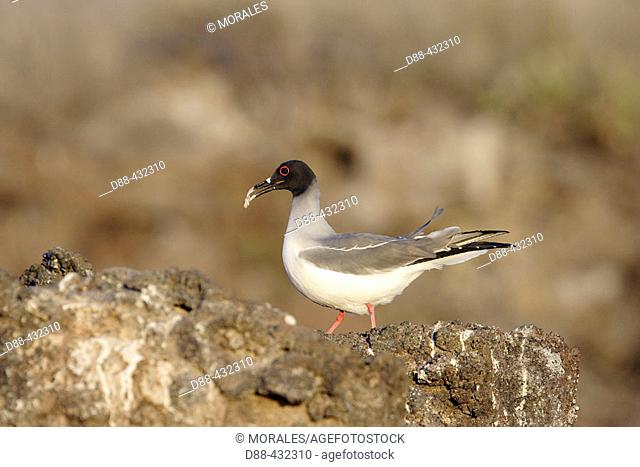 Swallot-tailed Gull (Creagrus furcatus). Genovesa (Tower) island, Galapagos Islands. Ecuador
