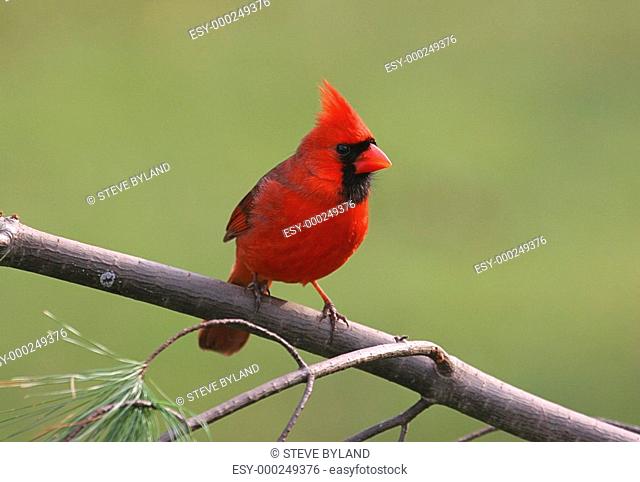Northern Cardinal cardinalis cardinalis