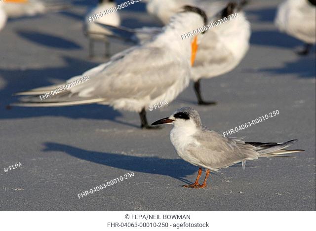 Forster's Tern Sterna forsteri adult, moulting into breeding plumage, with Royal Terns on beach, Sanibel Island, Florida, U S A , february