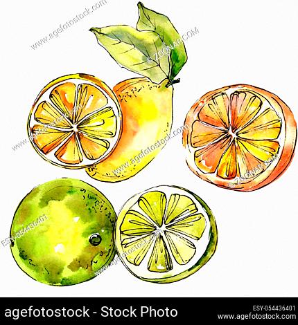 Exotic lemon citruses in a watercolor style isolated. Full name of the citruses: lemon. Aquarelle citruses for background, texture, wrapper pattern or menu