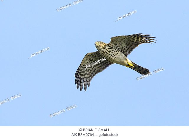 First-winter Sharp-shinned Hawk (Accipiter striatus) in flight against a blue sky as background in Chambers County, Texas, USA, during autumn migration