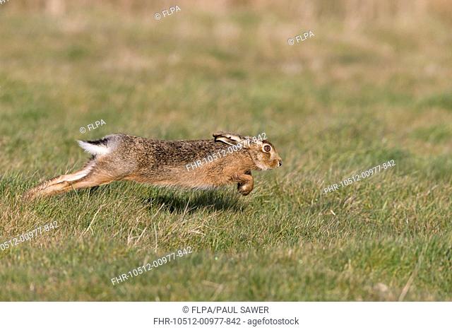 European Hare (Lepus europaeus) adult male, running in grass field, Suffolk, England, March