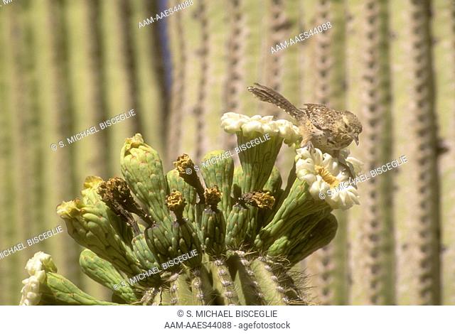 Cactus Wren - Saguaro NP Tucson, AZ (Campylorhynchus brunneicapillus)