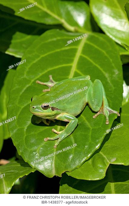 Mediterranean Tree Frog and Stripeless Tree Frog (Hyla meridionalis), Provence, southern France, France, Europe