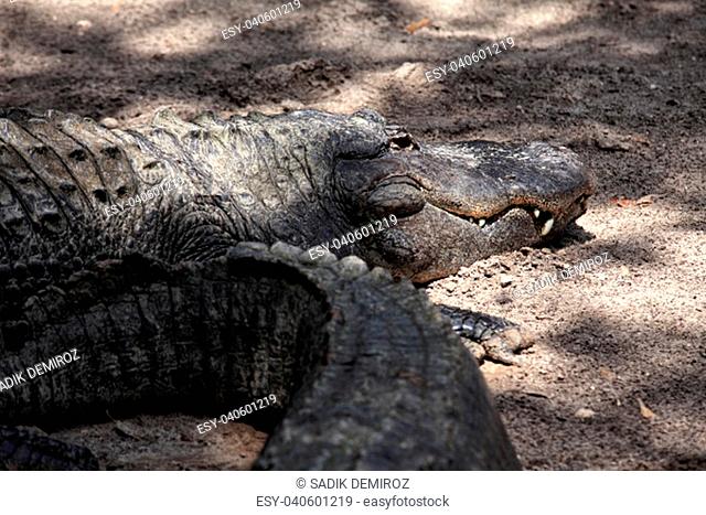 Close up shot of alligator resting on dirt