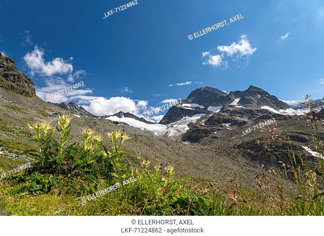 Glacier Vermuntgletscher, Mt. Piz Buin, Glacier Ochsentaler Gletscher, spiniest thistle, Bludenz, Vorarlberg, Austria, Europe