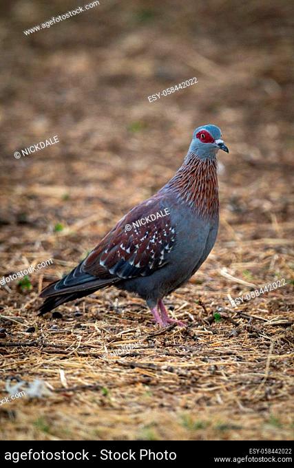 Speckled pigeon stands on ground eyeing camera
