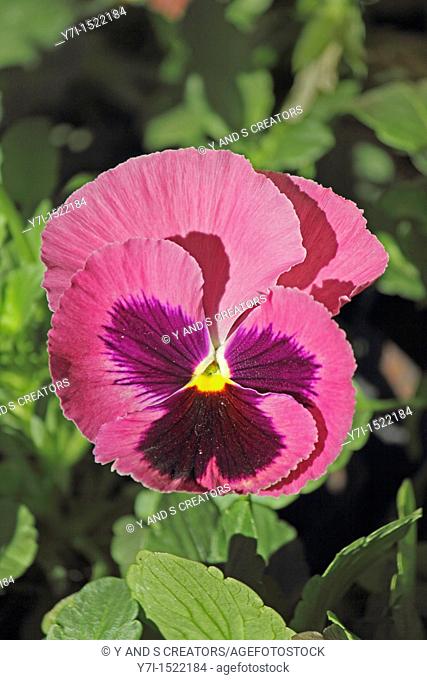 Wishbone Flower, Torenia fournieri