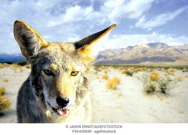Coyote, Baja California desert, digital composite