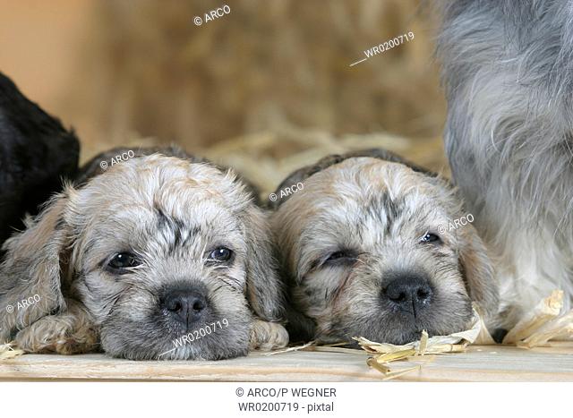 Dandie, Dinmont, Terrier, puppies, 6, weeks