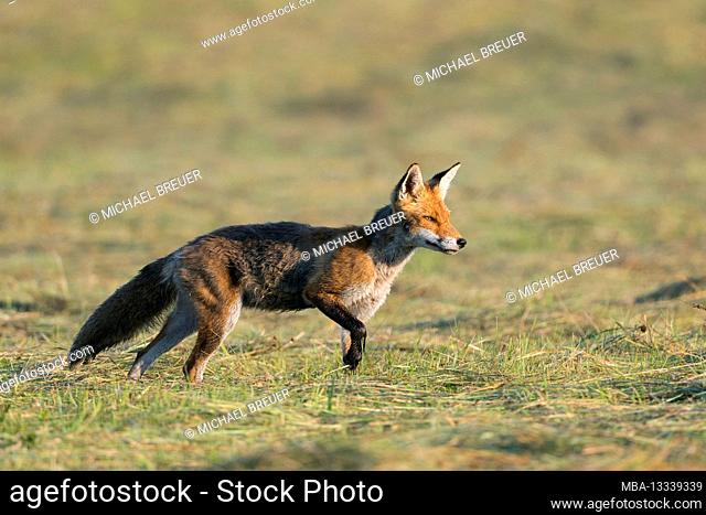 Red fox (Vulpes vulpes) on a freshly mown meadow, June, Hesse, Germany