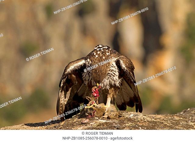 Bonelli's Eagle, Hieraaetus fasciatus, female mantling whilst eating young rabbit, summer, Castilla y Leon, Spain