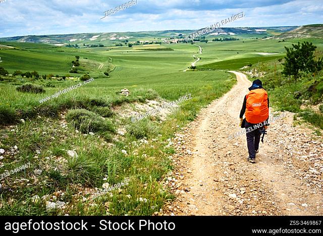The path broadens horizons over the Burgos paramo. Near Hornillos del Camino, Burgos, Castile and Leon, Spain, Europe