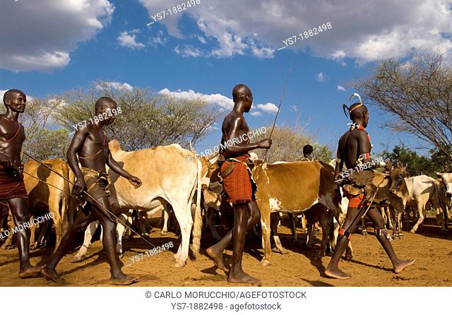 Young Hamer men participating to the traditional bull jumping ceremony, Omo region, Ethiopia, Africa