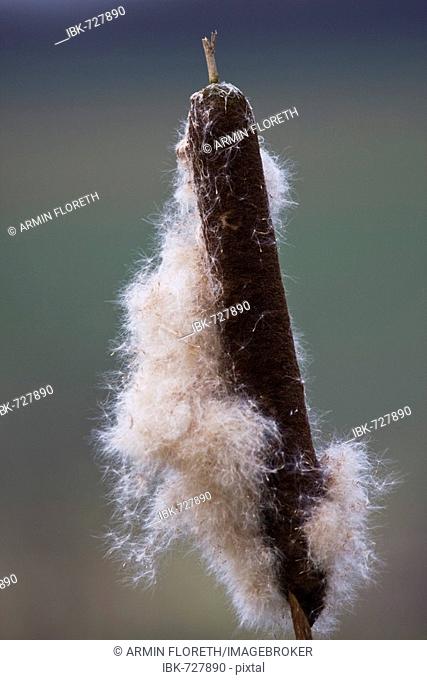 Cattail, seed head (Typha)