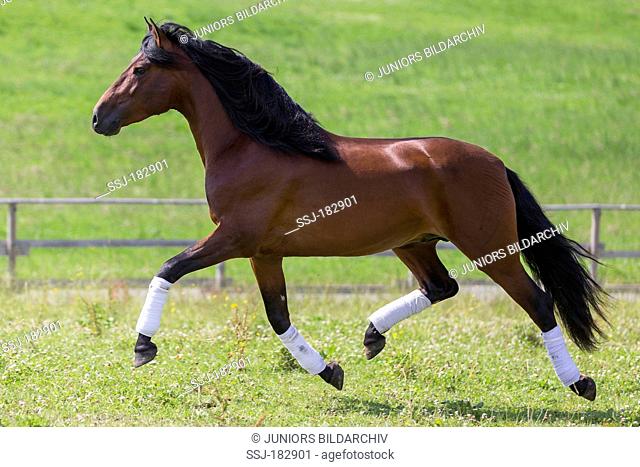 Pure Spanish Horse, Andalusian. Bay stallion trotting on a pasture. Germany