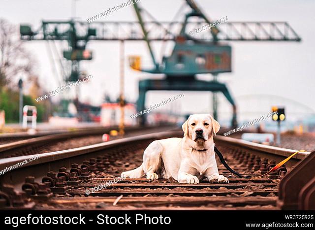 Portrait of a dog on railroad tracks. Labrador Retriever