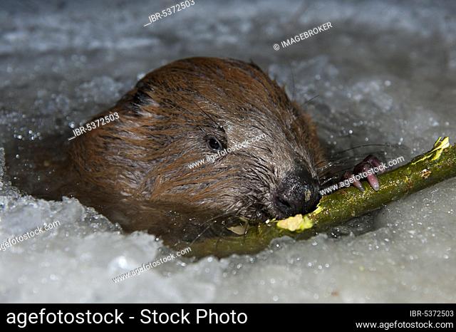 European beaver (Castor fiber), Rosenheim, Bavaria, Germany, Europe