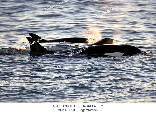 Killer whale / Orca - Members of the group of orcas of Northern Patagonia (Orcinus orca). Photographed at Punta Norte, Valdes Peninsula, Province Chubut