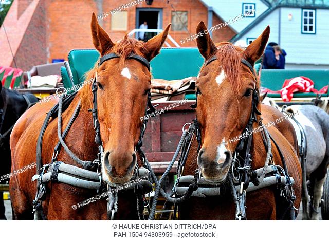 Horse drawn mudflat carriages on the island of Neuwerk (Germany), 15 October 2010. The island in the mouth of Elbe river is the only german island that can be...