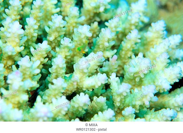Close-up of coral, Okinawa, Japan