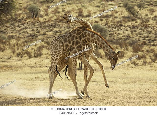 Southern Giraffe (Giraffa giraffa). Fighting males in the dry Auob riverbed. Kalahari Desert, Kgalagadi Transfrontier Park, South Africa