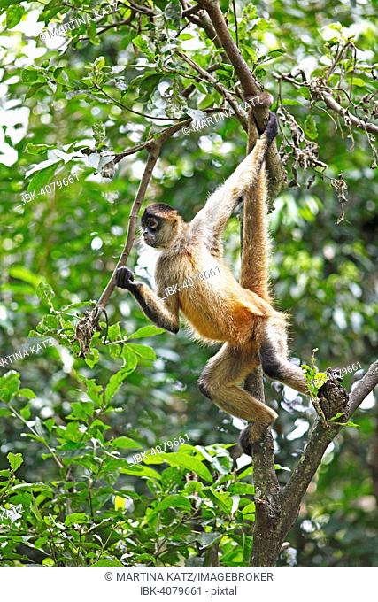 Central American Spider Monkey or Geoffroy's Spider Monkey (Ateles geoffroyi), climbing on a tree, Alajuela province, Costa Rica