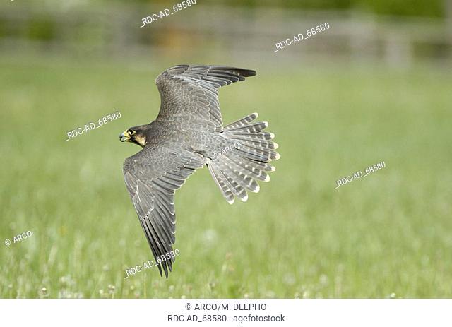 Peregrine Falcon Hessen Germany Falco peregrinus
