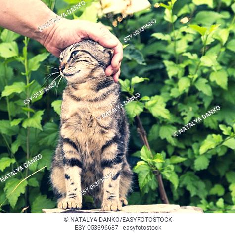 human hand stroking a street tabby against a background of green bushes
