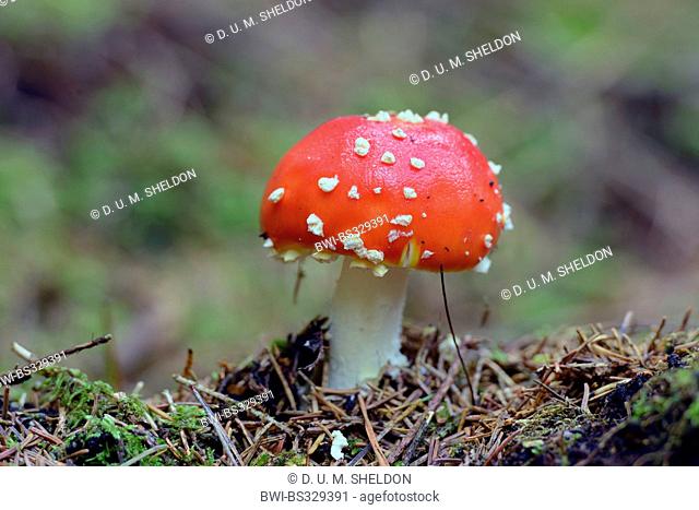 fly agaric (Amanita muscaria), young fly agaric at the forest floor, Germany