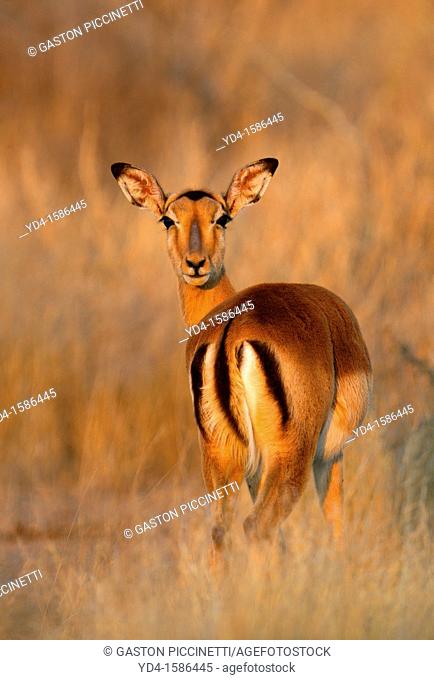 Impala Aepyceros melampus, Kruger National Park, South Africa