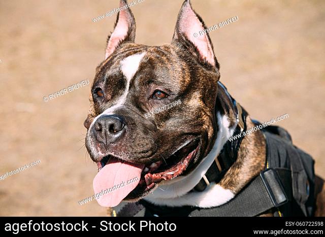 Close Up Of Beautiful Dog American Staffordshire Terrier Outdoor