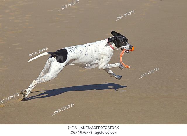 Yellow Labrador running along Norfolk beach
