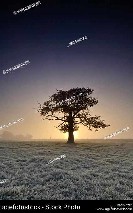 A tree stands in frosty farmland at sunrise. Wrington, North Somerset, England United Kingdom