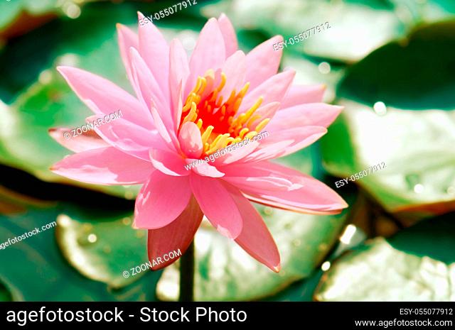Beautiful pink lotus flower and leaves in pond