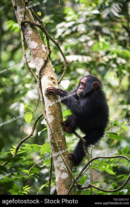 Young chimpanzee (Pan troglodytes schweinfurthii) climbing in a tree. Kibale National Park, Uganda, Africa