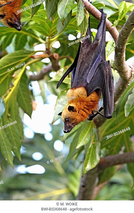 seychelles flying fox, seychelles fruit bat (Pteropus seychellensis), hangs on a tree, Seychelles, Mahe