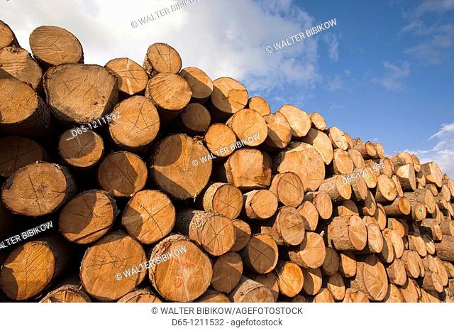 Latvia, Northeastern Latvia, Vidzeme Region, Gauja National Park, Dikli, freshly cut timber
