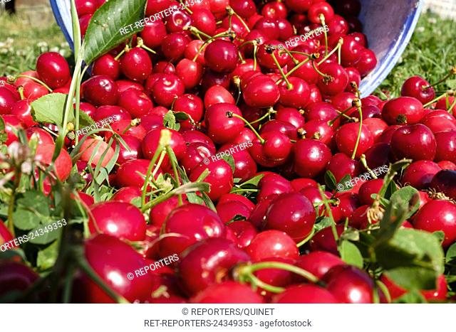 Bigarreau cherries from a spilled bucket Seau renverse de cerises bigarreau Credit: JMQuinet/Reporters Reporters / QUINET