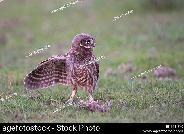 Little owl (Athene noctua), Emsland, Lower Saxony, Germany, Europe