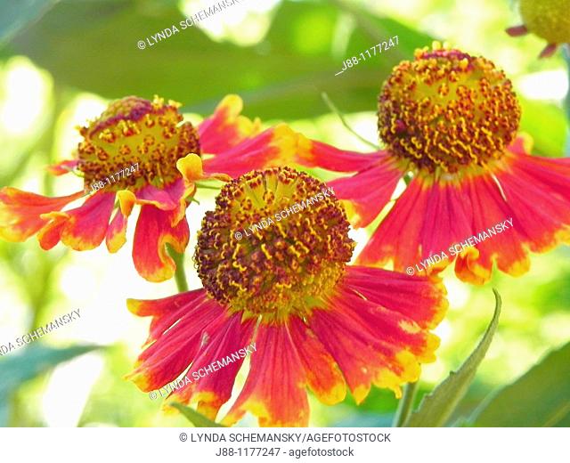 Three red Helenium autumnale flowers