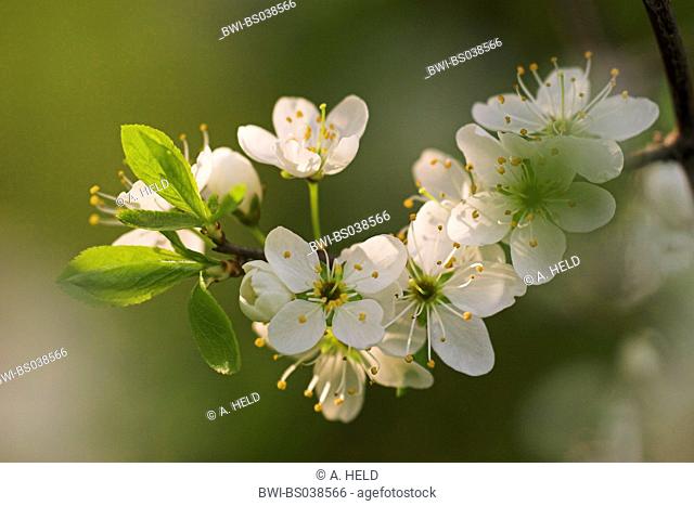 blackthorn, sloe (Prunus spinosa), blooming twig, Germany, Baden-Wuerttemberg, Neckar Valley
