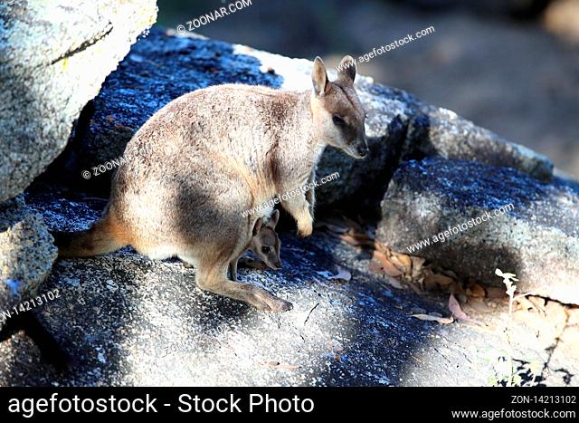 Mareeba rock wallabies at Granite Gorge, queensland australia