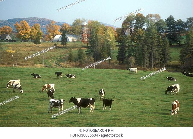 cows, farm, fall, Calais, VT, Vermont, Dairy cows grazing in a pasture on a farm in the autumn