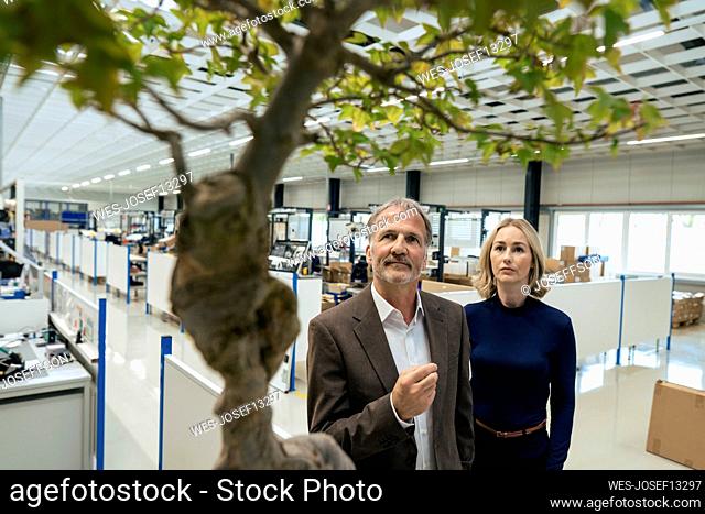 Businessman with colleague looking at Bonsai tree
