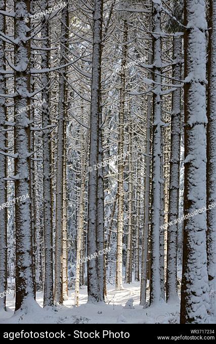 Verschneiter Winterwald in Südbayern, Deutschland