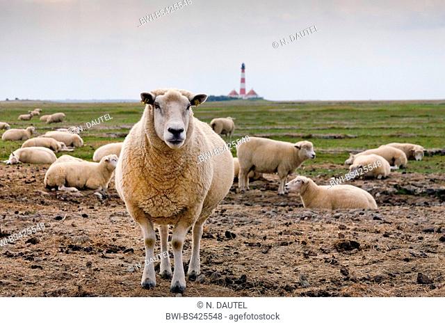 domestic sheep (Ovis ammon f. aries), flock of sheep on salt marshes in front of Westerheversand Lighthouse, Germany, Schleswig-Holstein, Northern Frisia