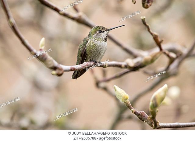 Female Anna's hummingbird (Calypte anna) perched on a branch of a tulip tree