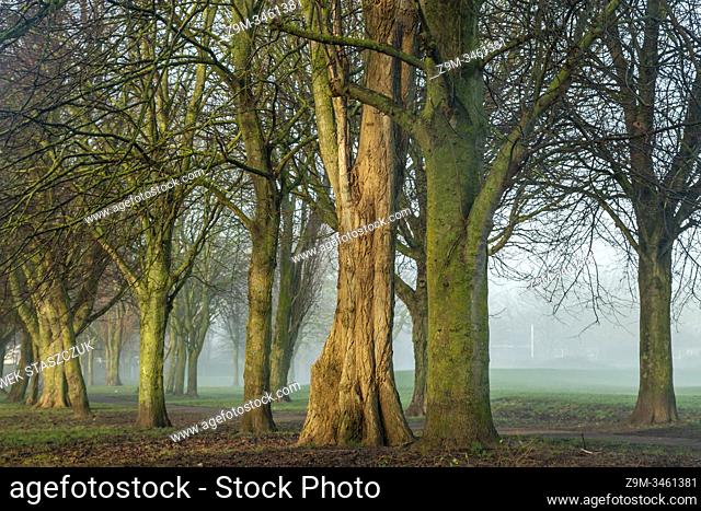 Foggy winter morning in Southwick, West Sussex, England